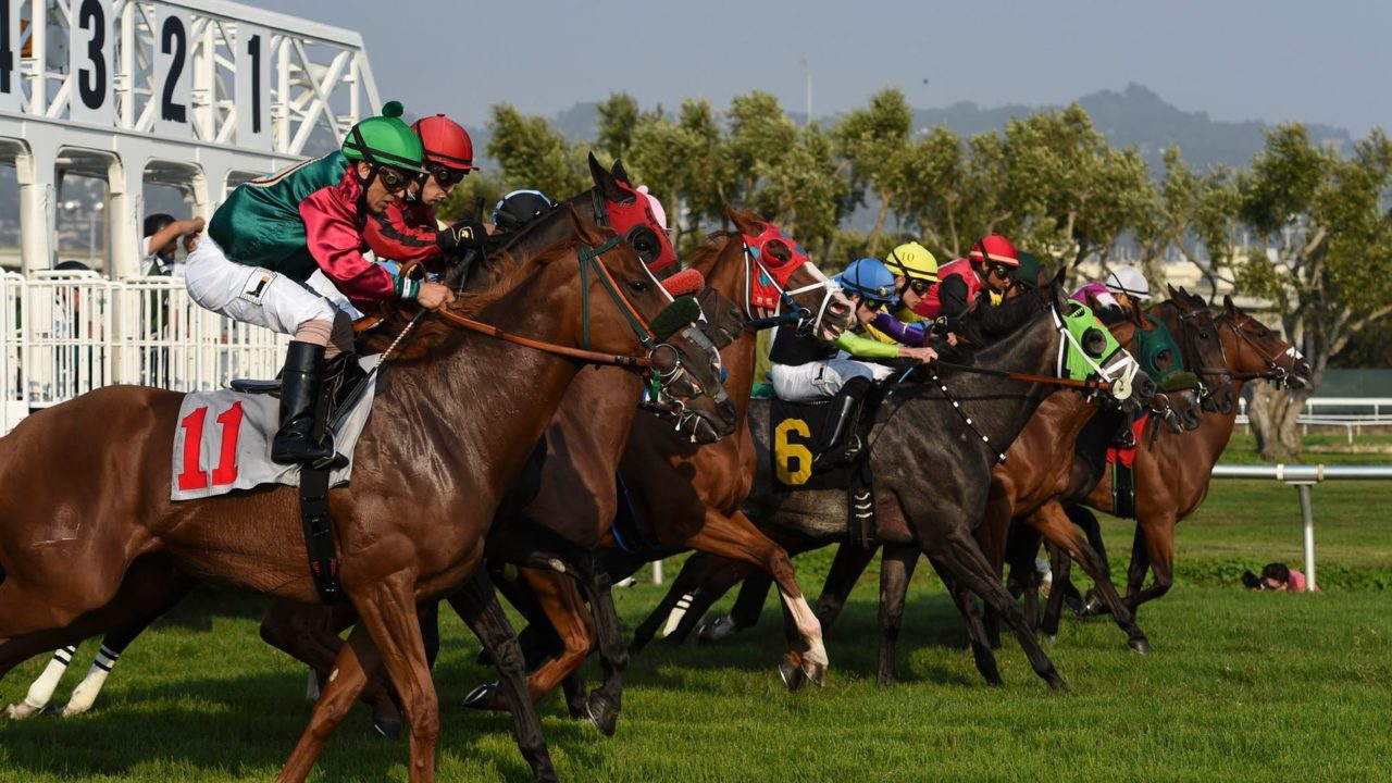 Learn about horse racing betting investing stock market terms dividends